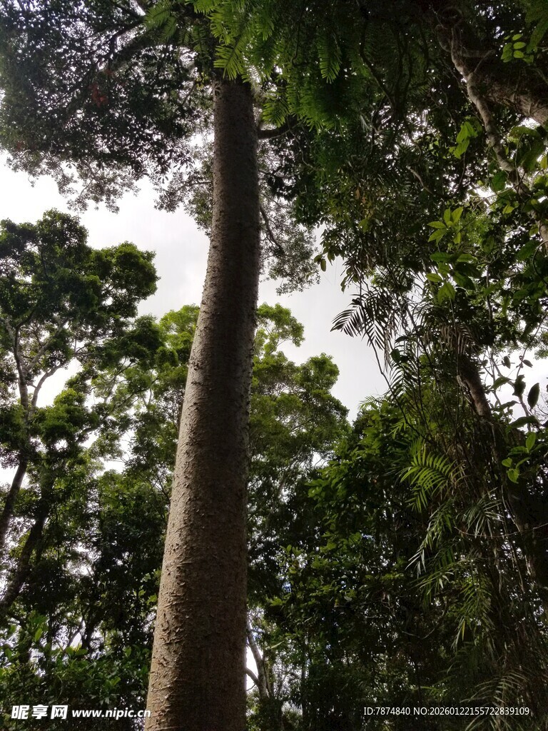 高耸入云的森林大树