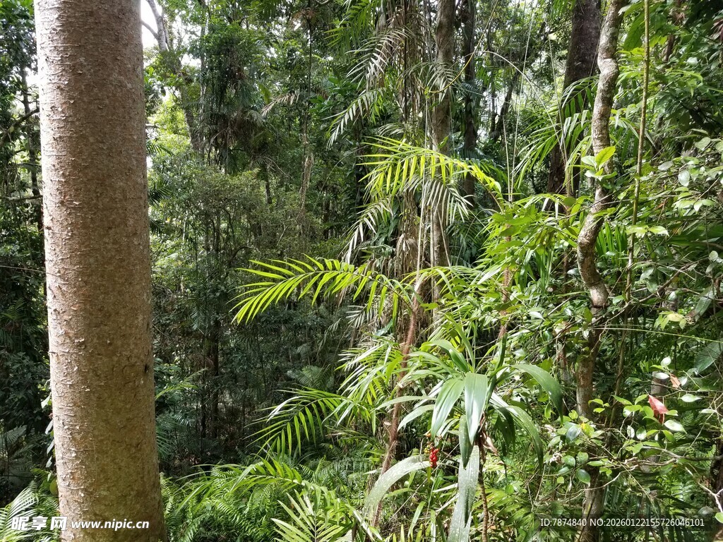 茂密森林中的繁茂绿植