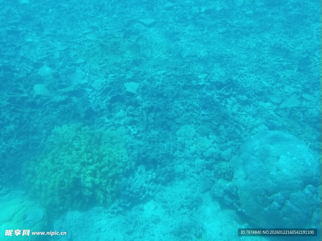 海底世界的神秘珊瑚景观