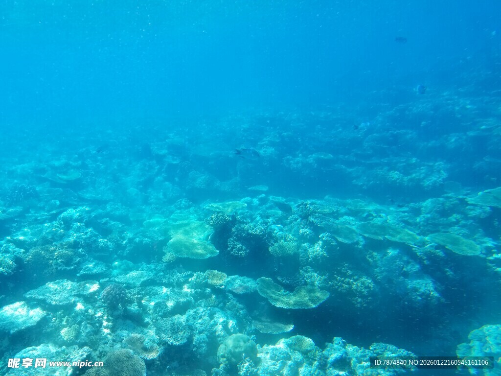 海底珊瑚景观