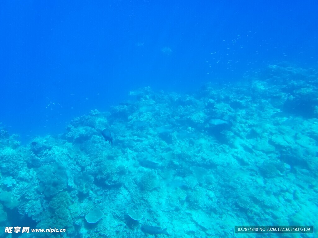 清澈海底的美丽珊瑚景观