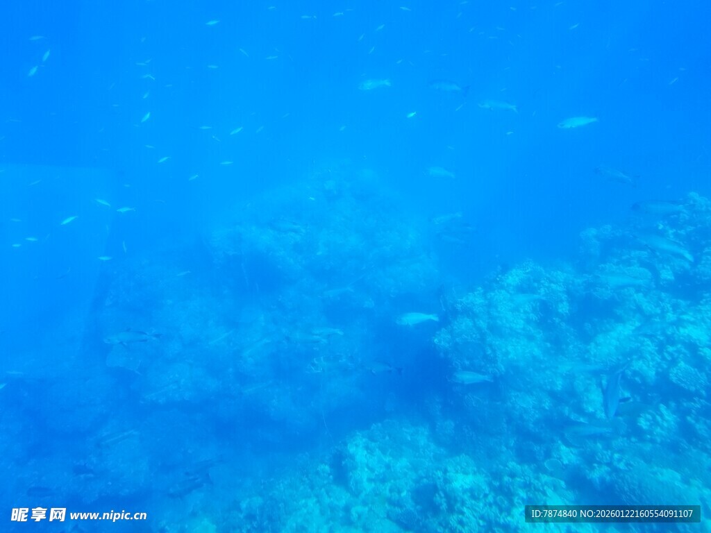 海底珊瑚景观