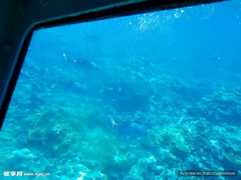 透过车窗看海底世界