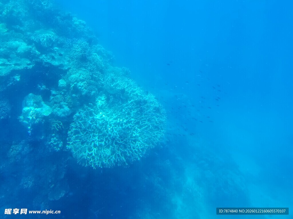 海底珊瑚景观