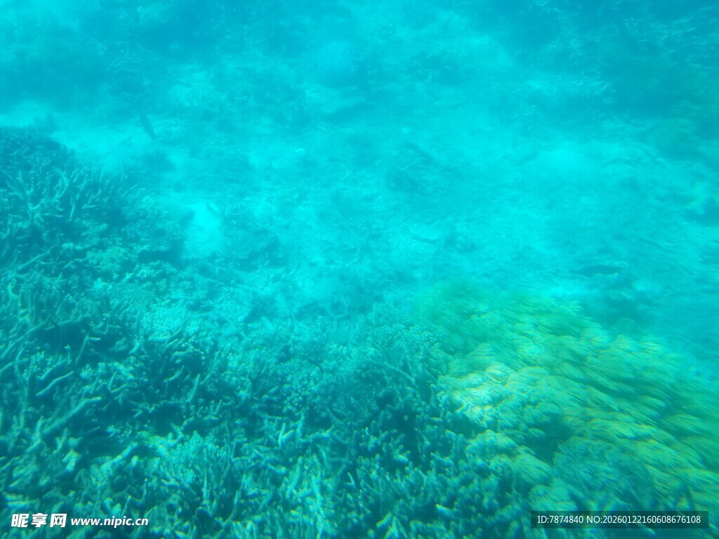 清澈海底的美丽珊瑚景观