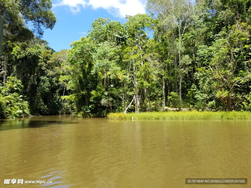 热带河流旁的繁茂森林