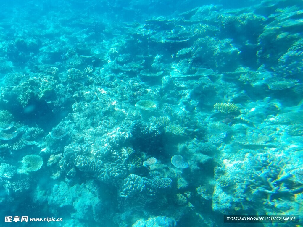 海底斑斓珊瑚景观