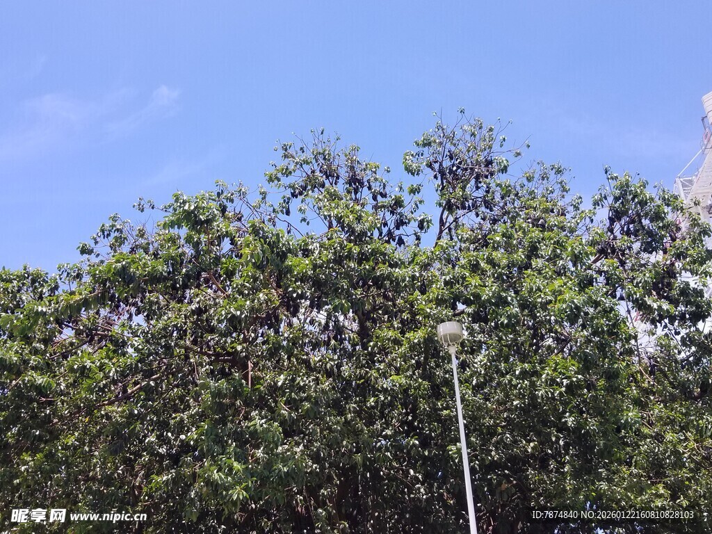 蓝天绿树风景图