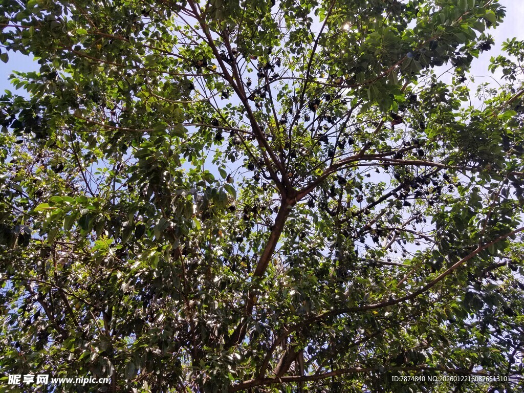 茂密枝叶的繁茂树木