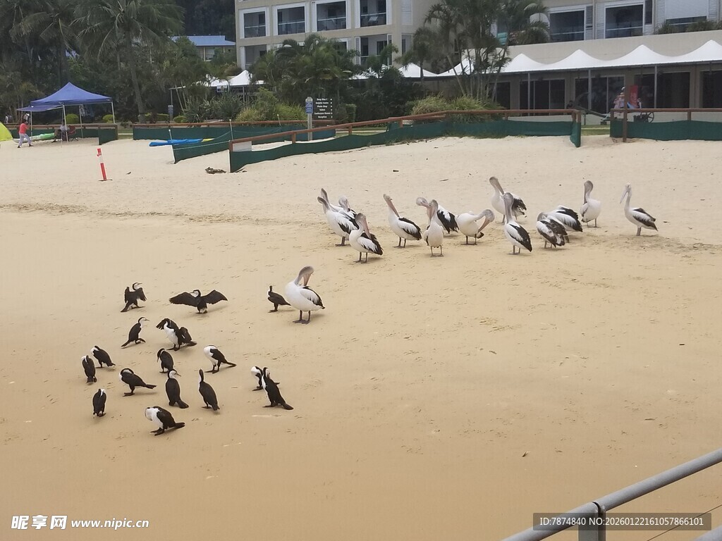 沙滩上的鸟群与休闲场景