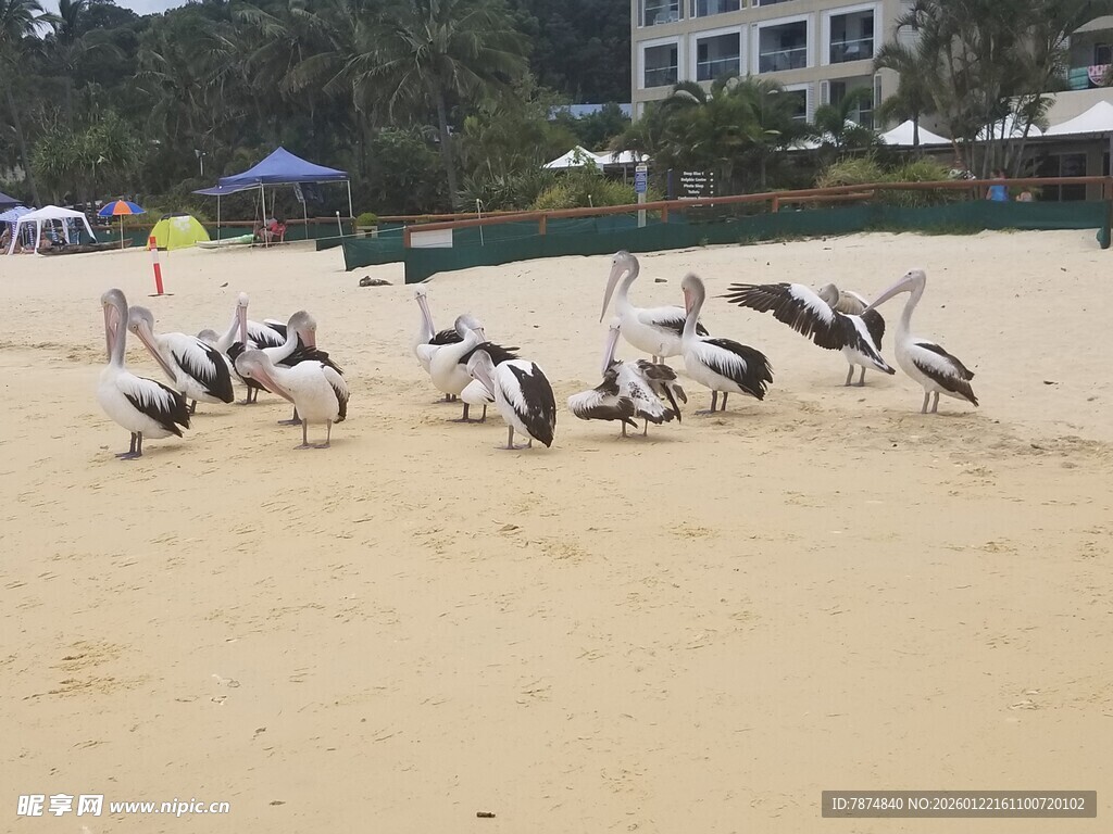 沙滩上的鹈鹕群