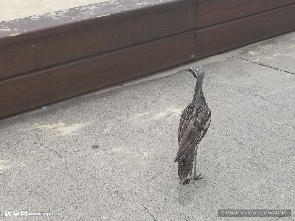 地面上行走的小鸟