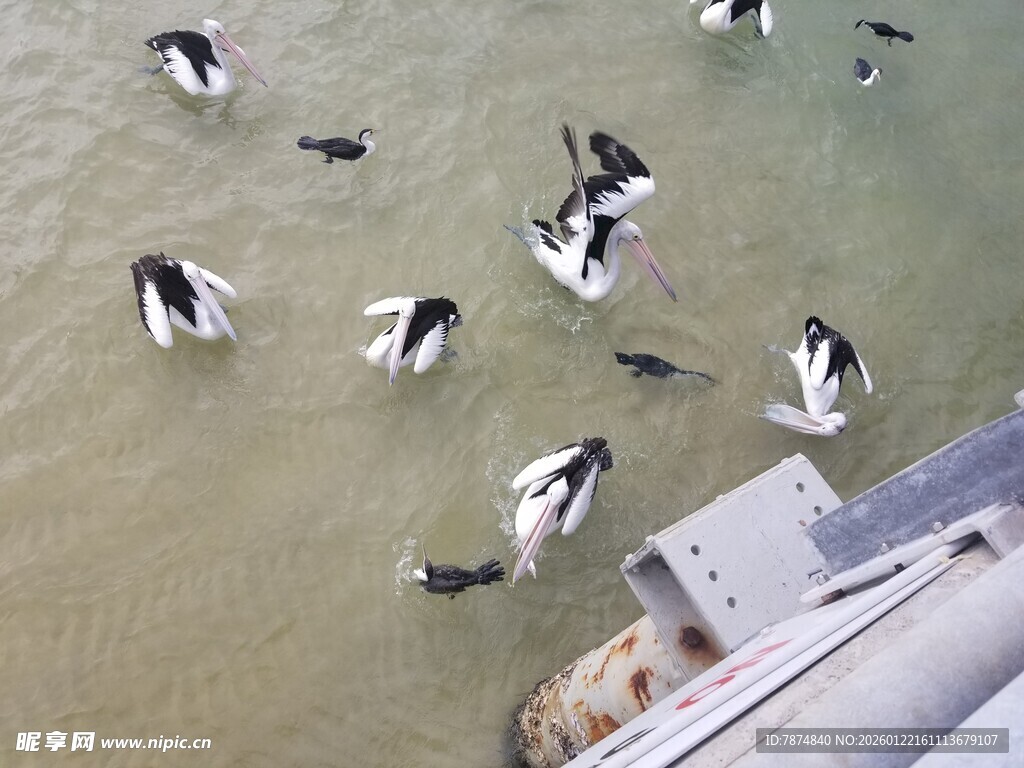 海边群鸟聚集于浅滩处