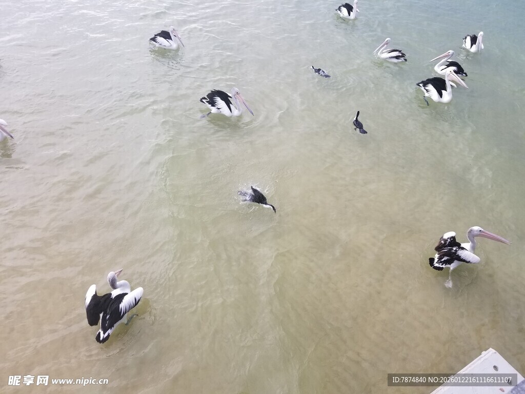 浅滩上的黑白水鸟群