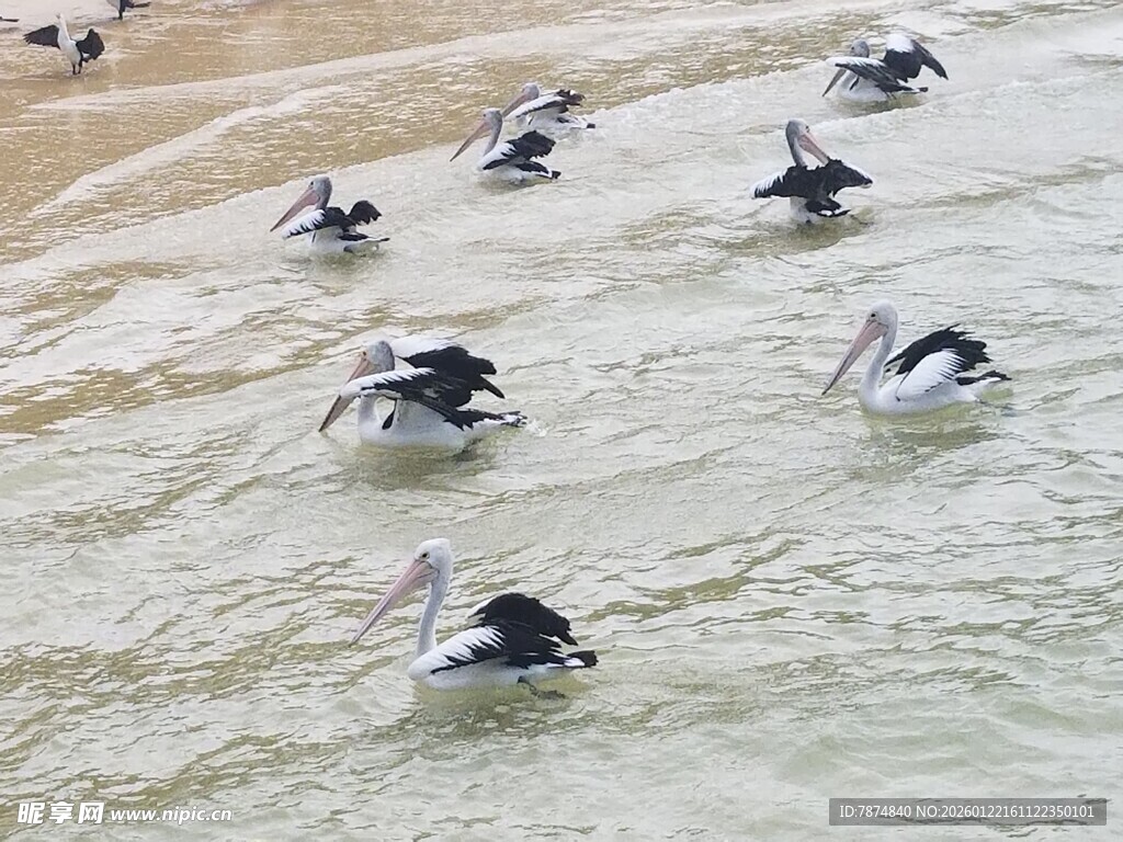 海滩上群集的鹈鹕