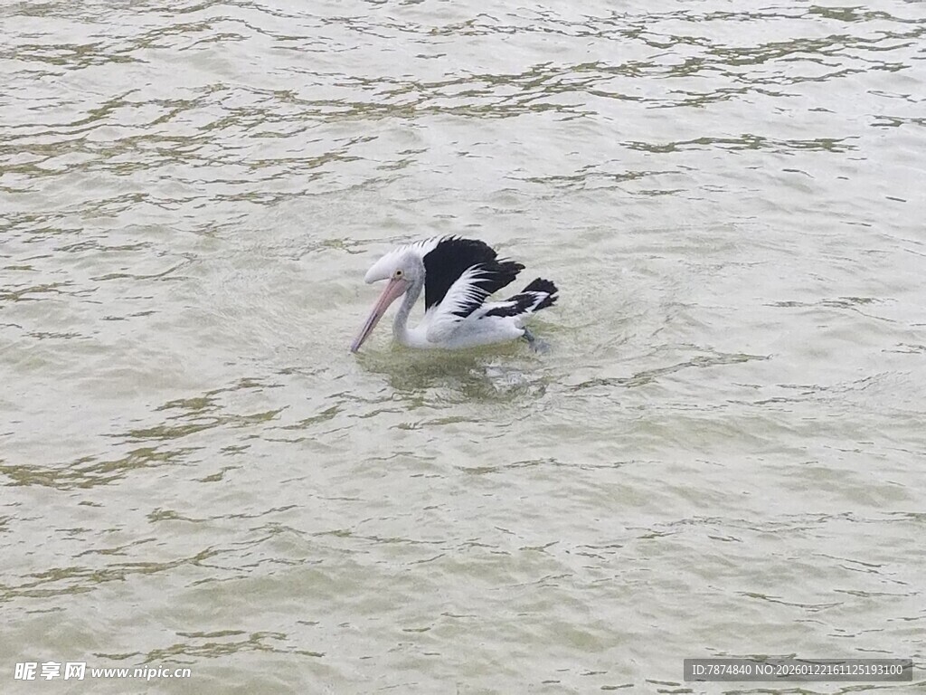 水中嬉戏的黑白动物