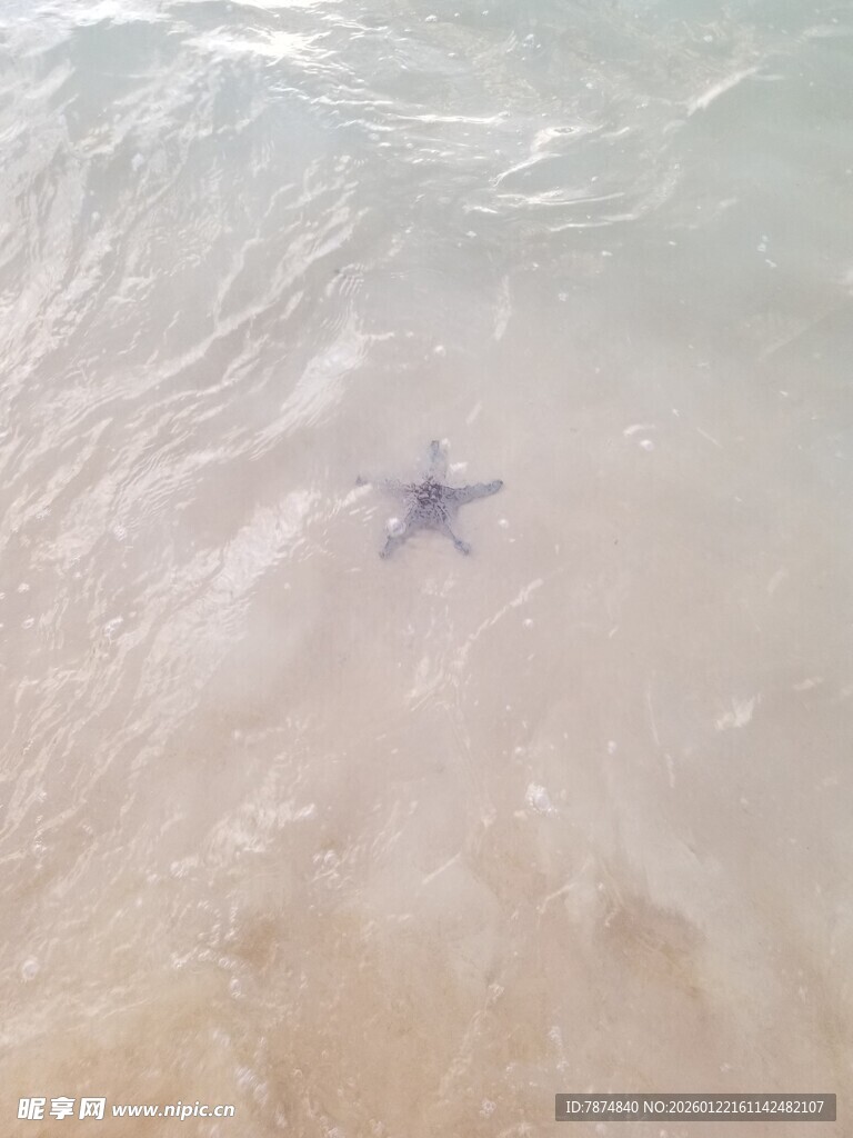 沙滩上的孤独海星