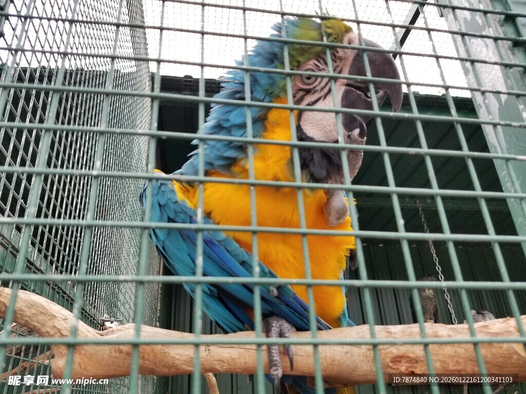笼中多彩鹦鹉