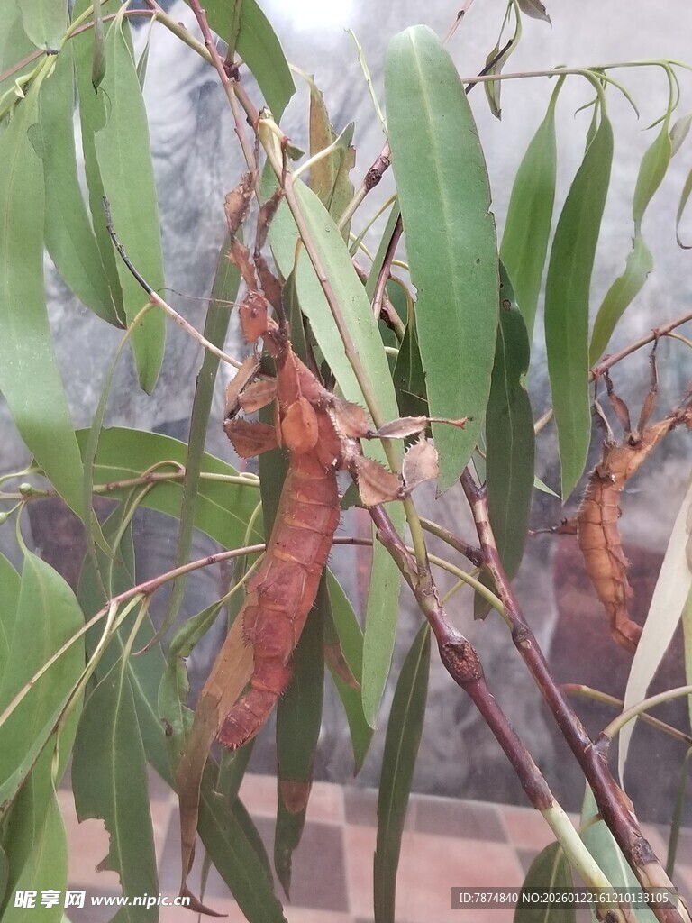 树枝上的蚕宝宝