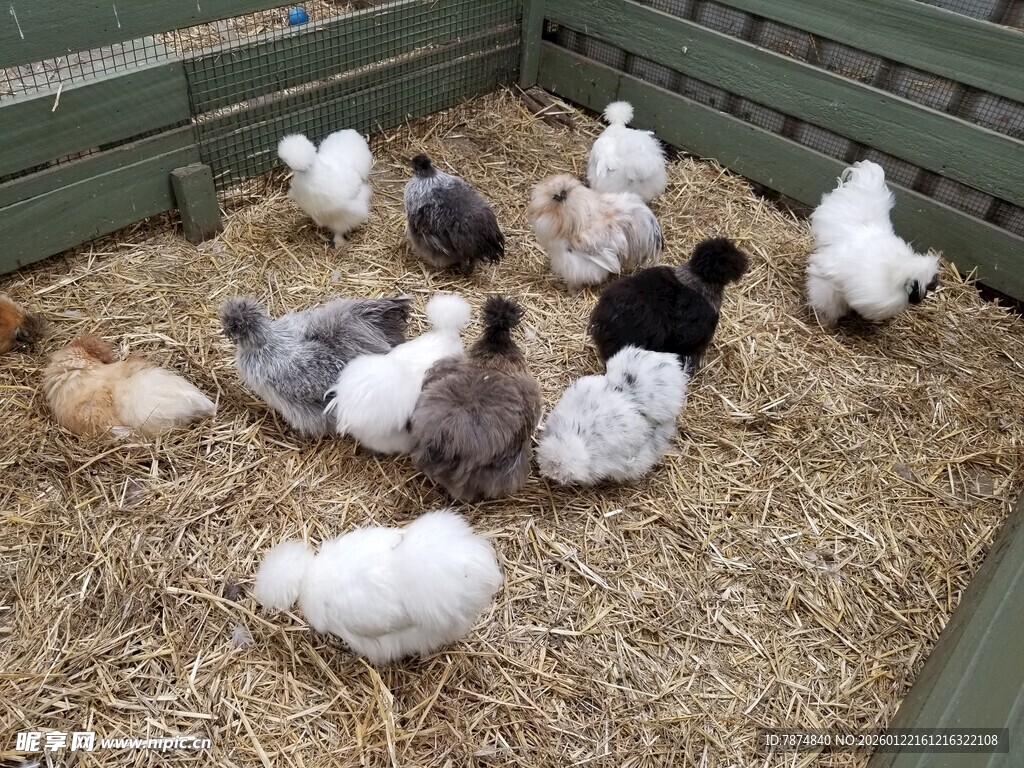 鸡群在稻草上休憩