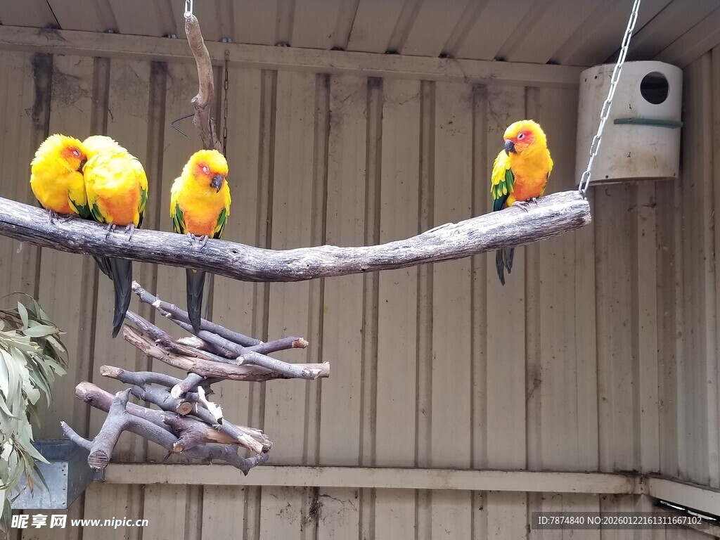 树枝上的多彩鹦鹉