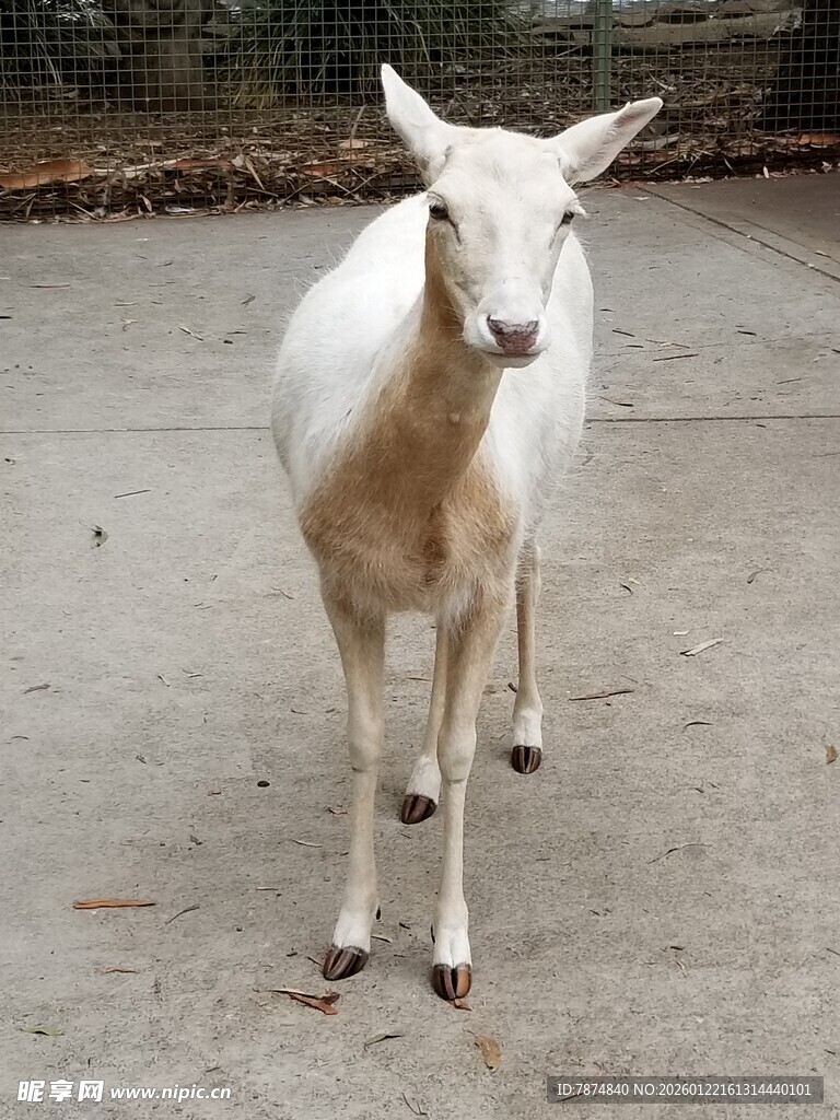 站立的白色小羊