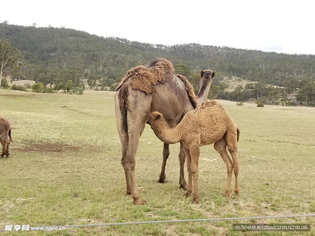 草原上的骆驼母子
