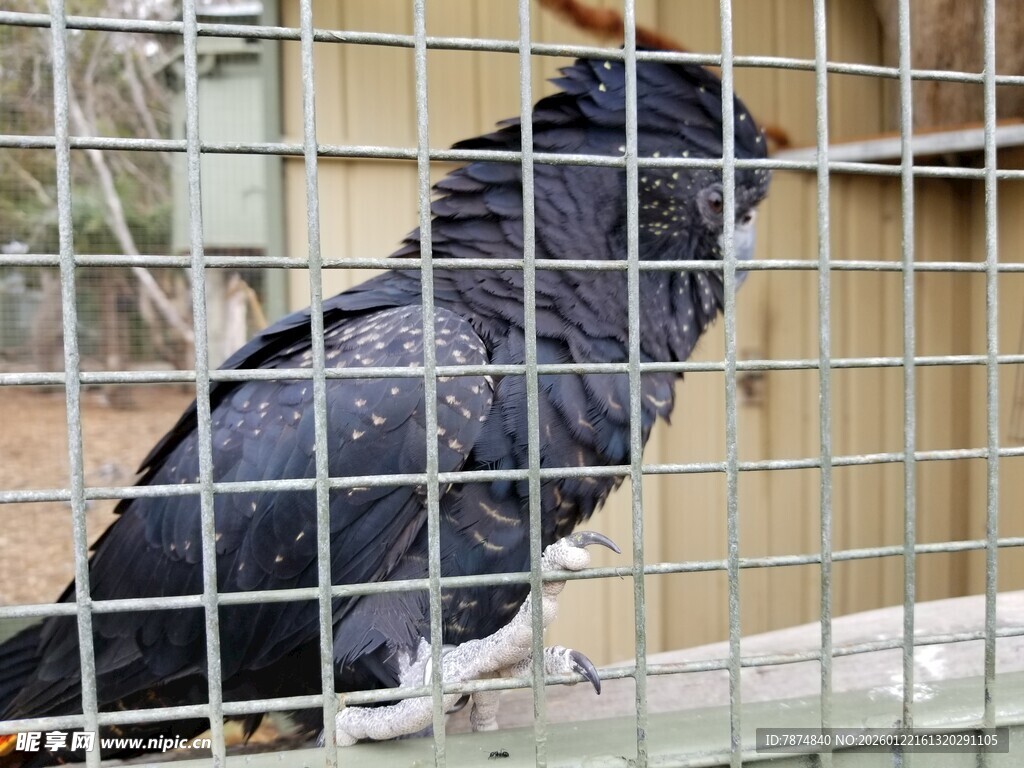 笼中黑鹦鹉
