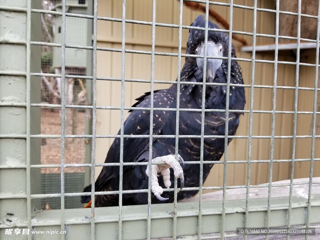笼中黑羽巨鸟