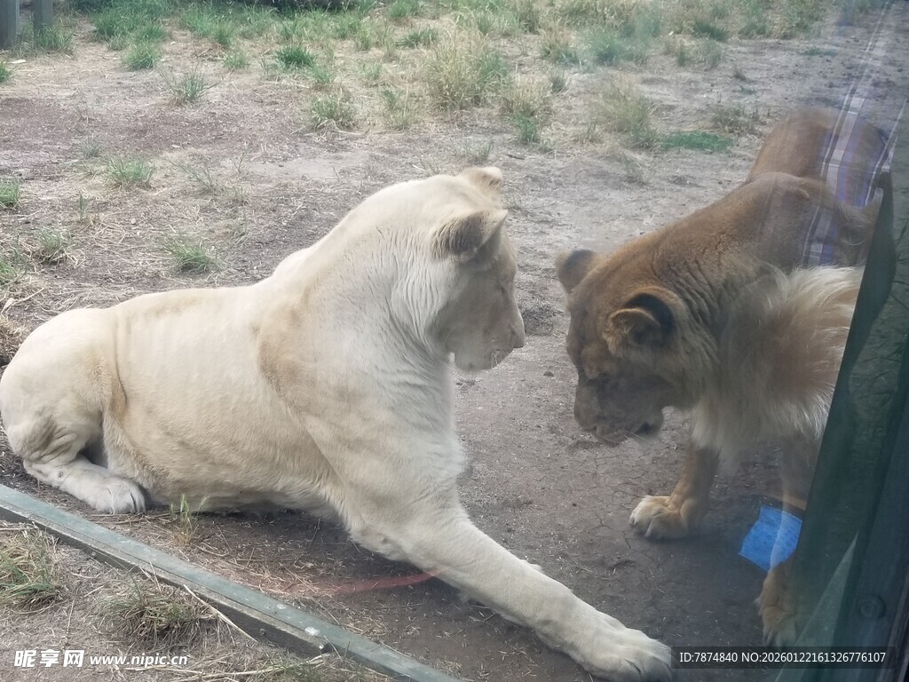 狗与狮互动场景