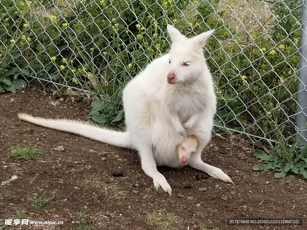 白色袋鼠蹲坐于围栏旁