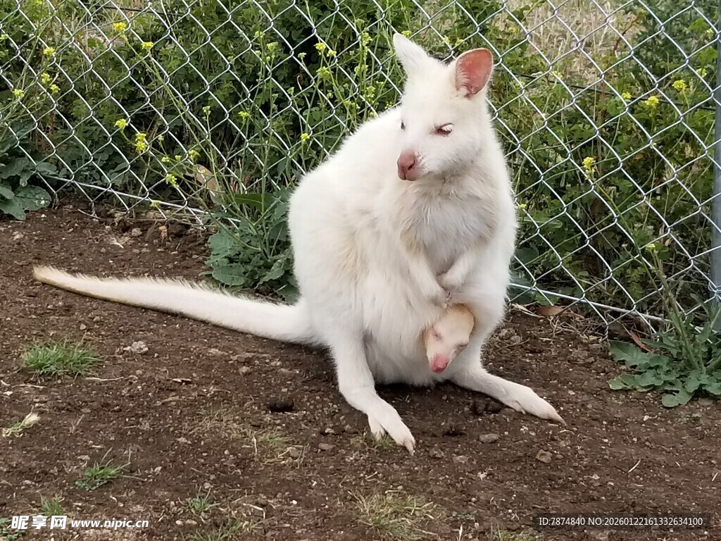 白色袋鼠坐于户外