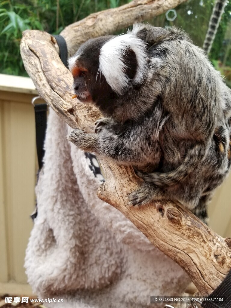 懒猴依偎树枝休憩