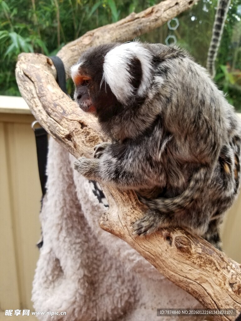 考拉攀于木枝上