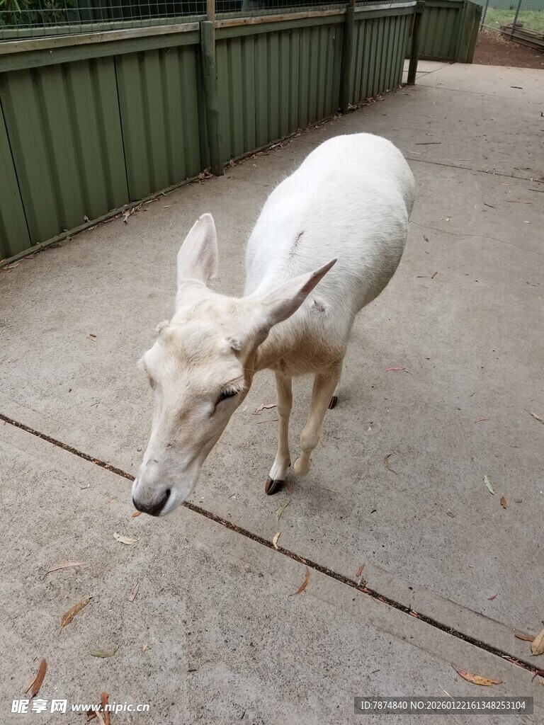 户外行走的白色山羊