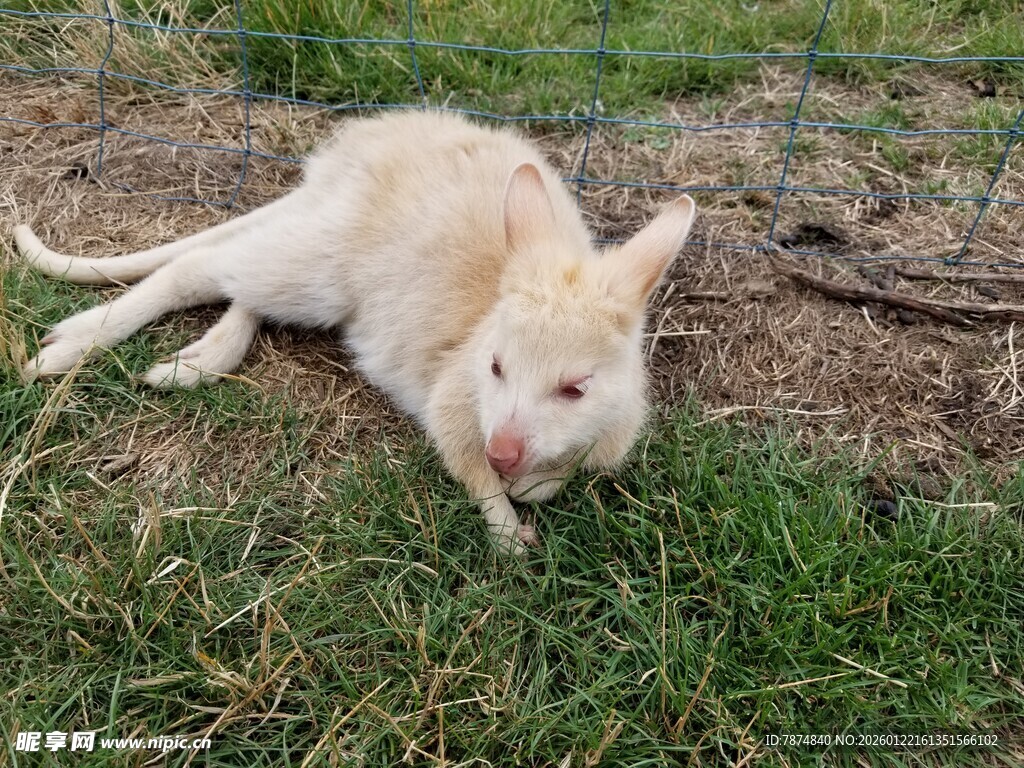 草地上休憩的白色袋鼠
