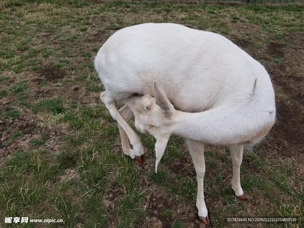 草地上挠痒的白色山羊