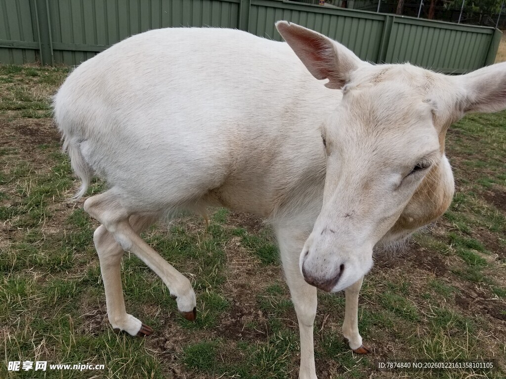 白色山羊站立于草地