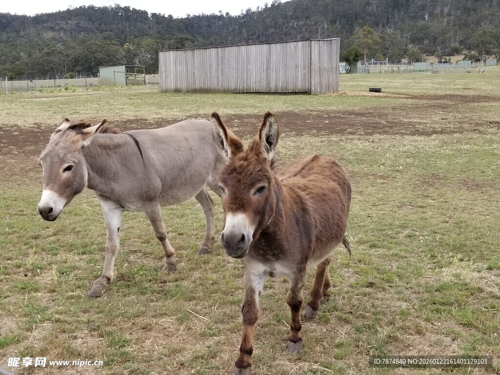 田野中的两头驴子