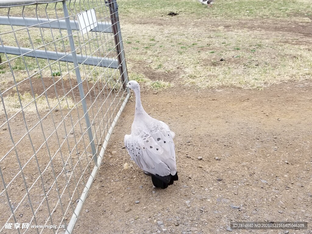 鸵鸟靠近围栏