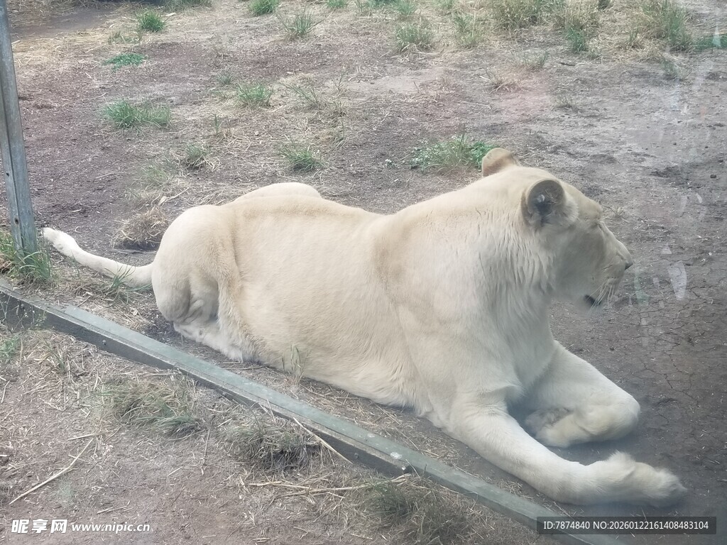 卧躺的白色狮子