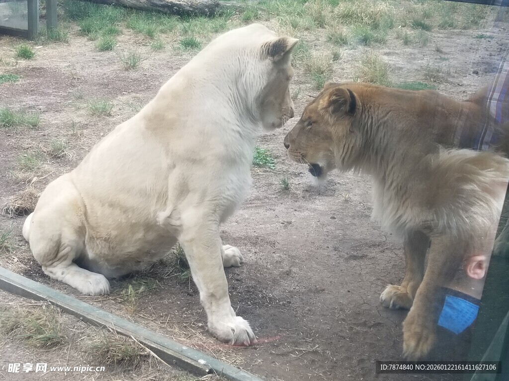 小狗与小狮子亲密互动
