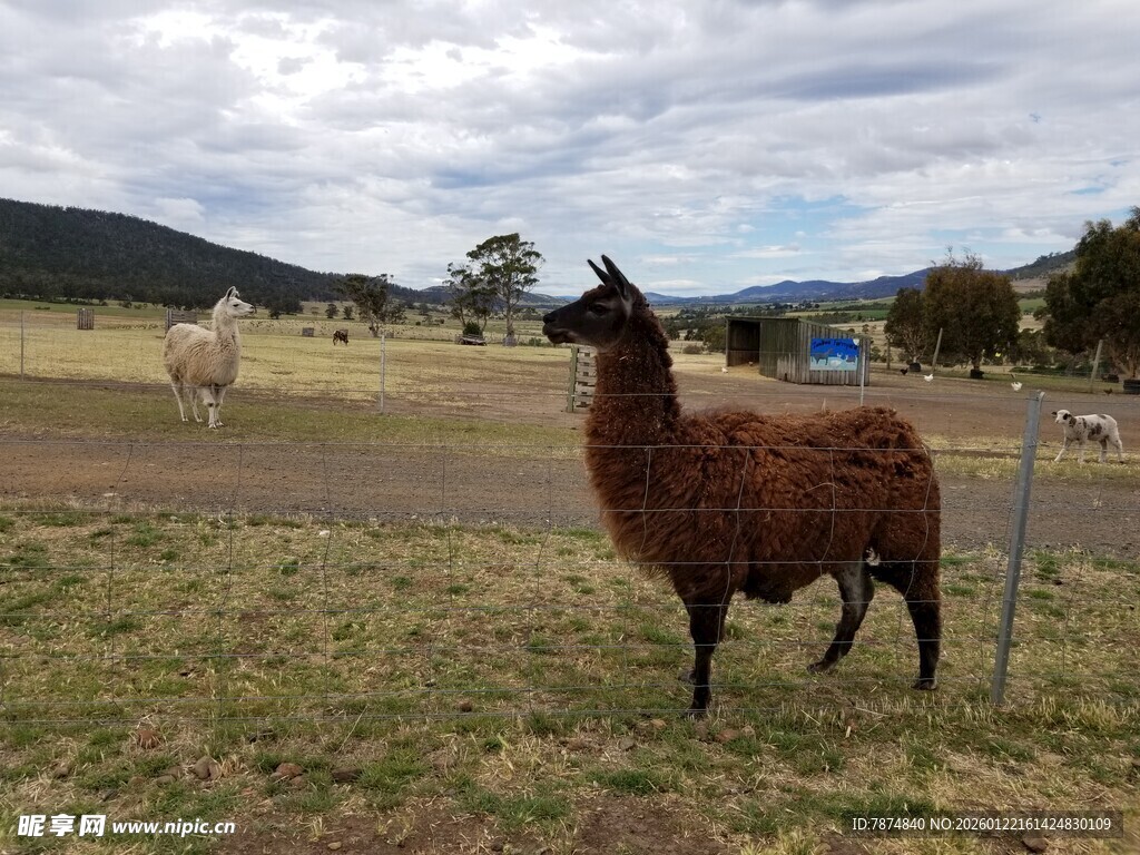 草地上的棕色羊驼