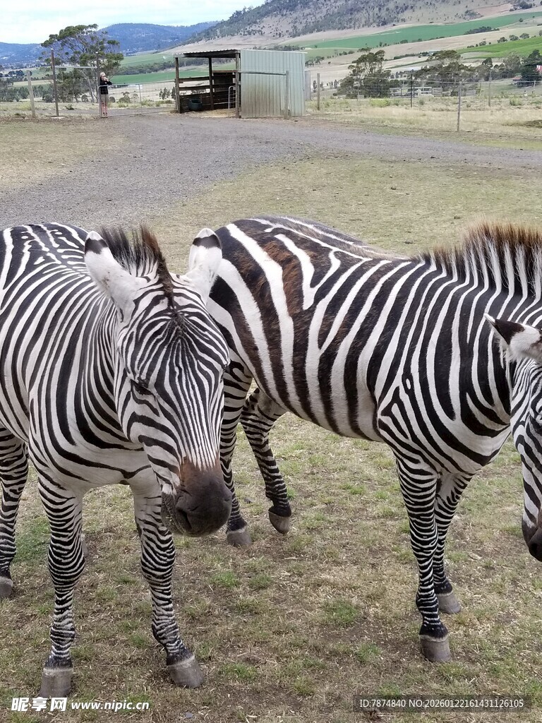 草原上的斑马群