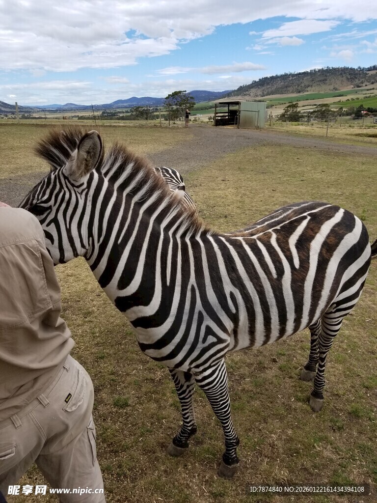 人与斑马亲密接触