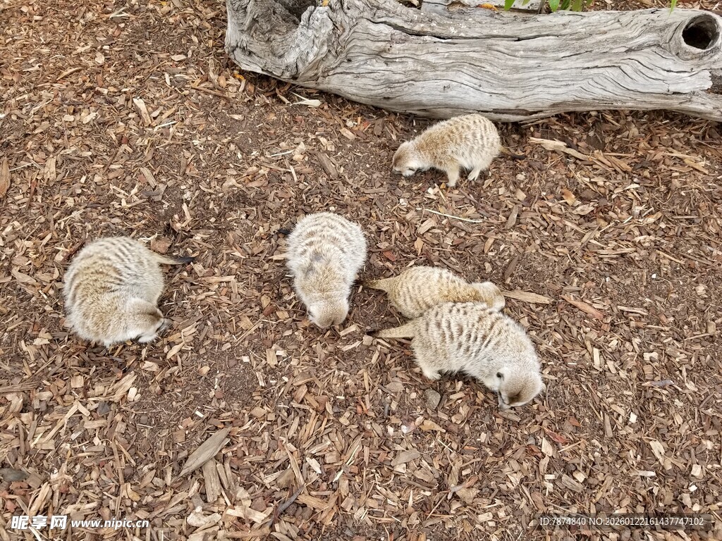 地面上的小动物