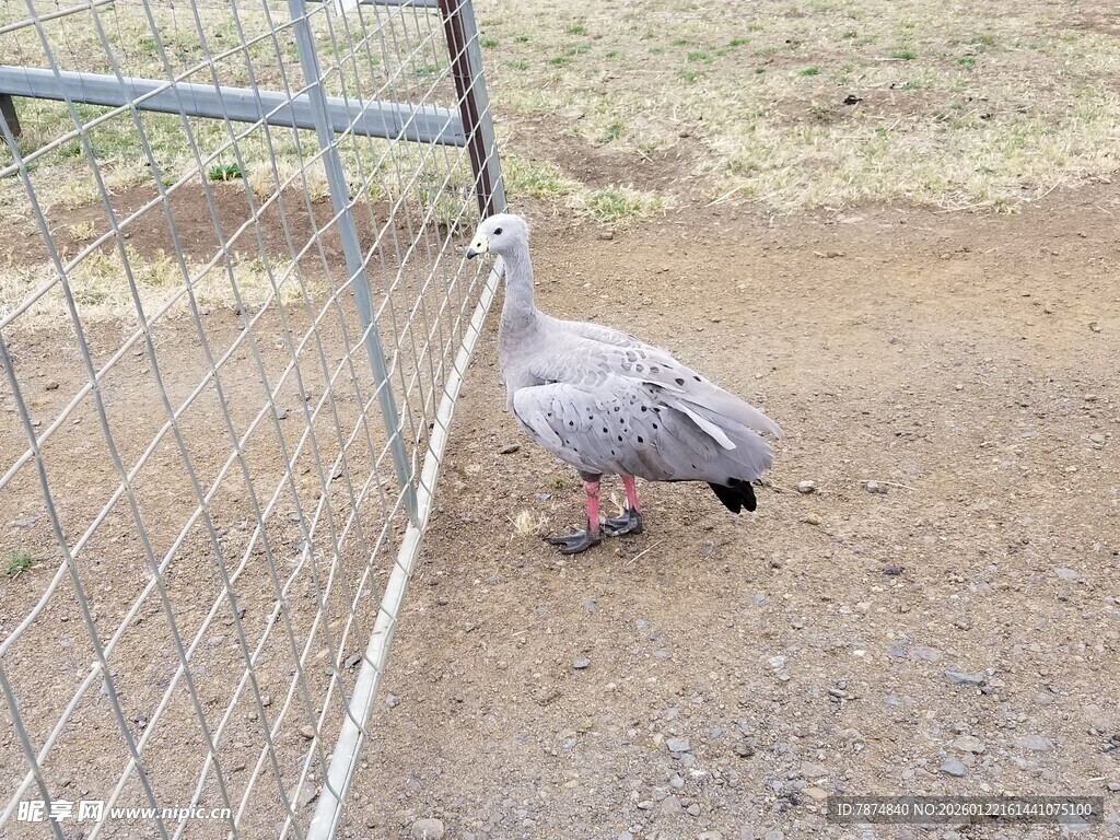 围栏边觅食的灰鸟