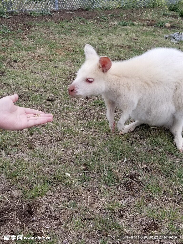 白袋鼠在草地好奇张望