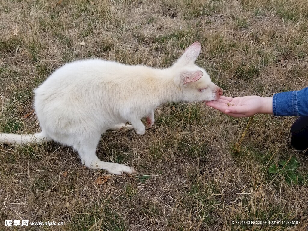 人与白袋鼠亲密互动瞬间
