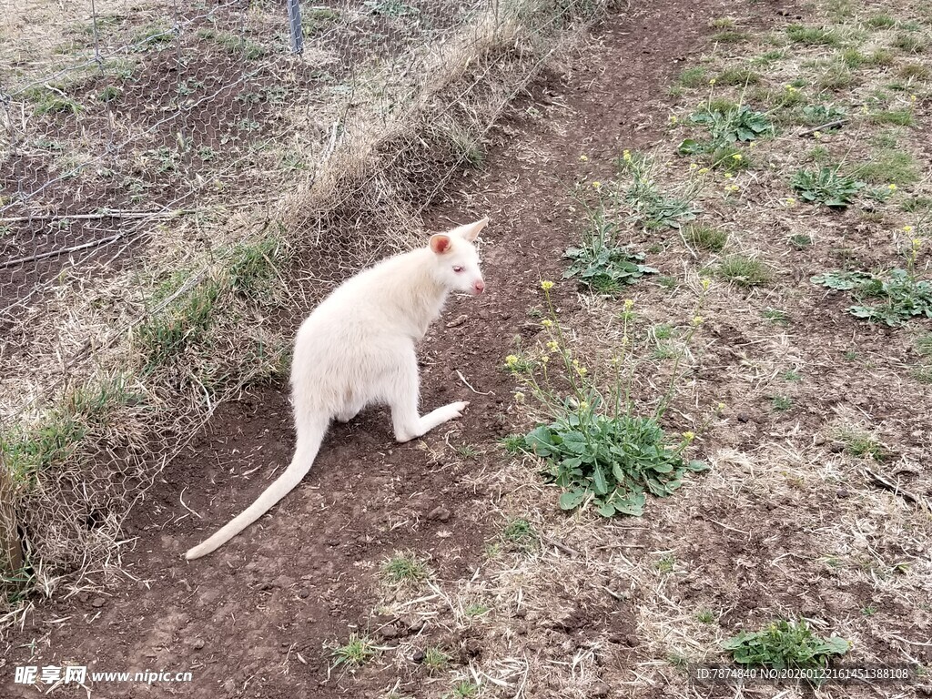 野外白袋鼠蹲坐于小径